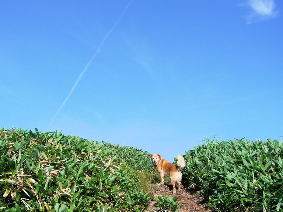 Hana Climbs Up Mountains